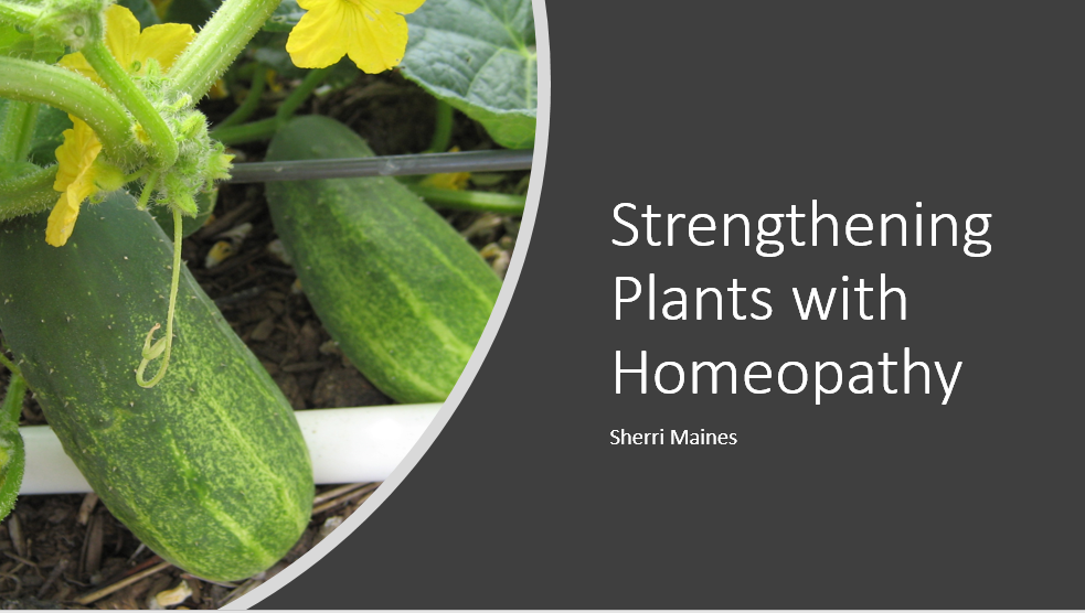 (image for) Strengthening Plants with Homeopathy - NCH webinar with Sherri Maines March 25, 2020